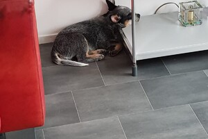 Verleggen naar de bench. 