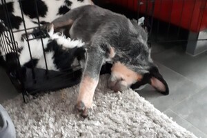 Typisch "familie trekje"