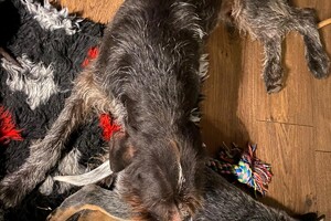 Sjors heeft een nieuwe kussen