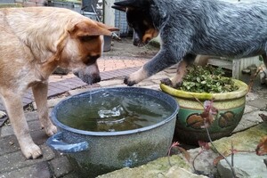 Dikke vrienden met Bessy