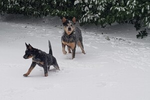 (12 februari) Chinees Nieuwjaar 2021