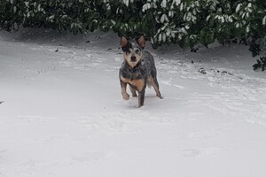 (12 februari) Chinees Nieuwjaar 2021