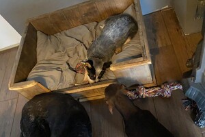 Cato (Kaninchen teckel korthaar)