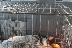 Voordat er zo'n dik pak sneeuw er lag. 