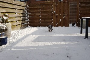 15 - 20 februari - 12 weken gewicht - Een "rotvaart"