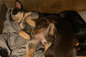 Cato (Kaninchen teckel korthaar)