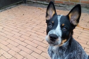 Izzy Bella Donna: thuis training