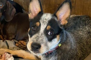 Abby Lavie: Onze roedel