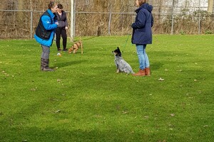 Ava Kira: hondenschool 