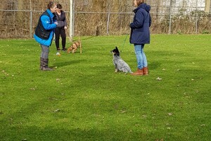 Ava Kira: Puppy curcus afgerond!