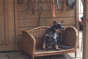 "Snuffelbos" - 22 februari - 31 maart