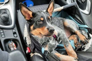 zo ligt hij ook dikwijls in zijn grotere mand in de auto maar die wordt ook al te klein