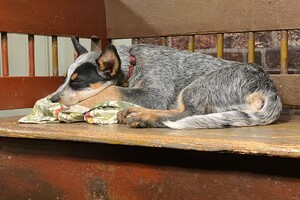 Ik lig nu op de klepbank te slapen