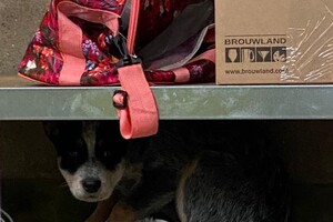 Prikdraad, na 5 min. Met takken sjouwen in de wei