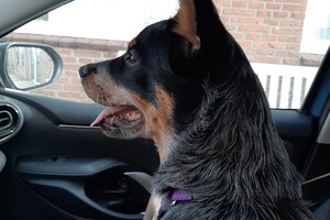 Soran Bart: auto zitje