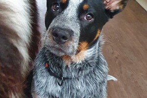 13 maart: gewicht 13 kilo