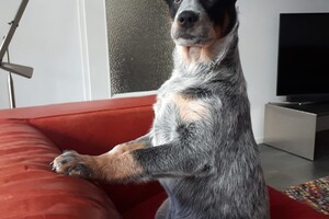 15 maart: ik ben een "stokstaartje"