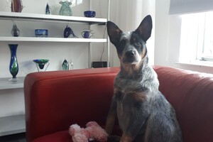 15 maart: ik ben een "stokstaartje"