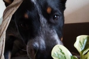 (4 april) Vrolijk Pasen!