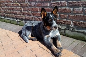 Izzy Bella Donna: thuis training