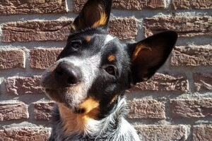 Izzy Bella Donna: thuis training