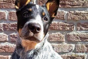 19 maart: zojuist terug van boswandeling