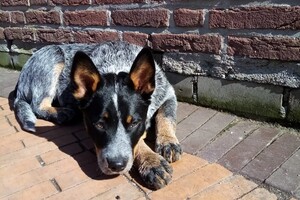 19 maart: zojuist terug van boswandeling