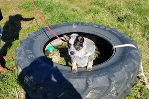 Ava Kira: eigen training