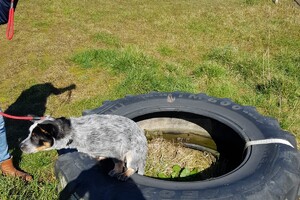 Ava Kira: eigen training