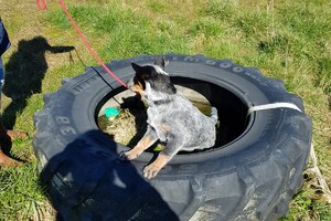 Ava Kira: eigen training