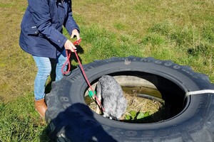 Ava Kira: eigen training