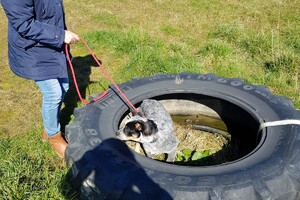 Ava Kira: eigen training