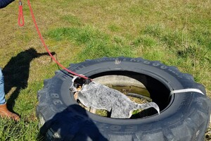 Ava Kira: eigen training