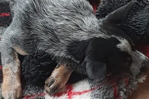 Ezran Dundee: tanden wisselen