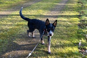 29 maart: Ellis Coco vandaag weer langs de dierenarts en het herstel gaat goed, voldoende rust blijft de key, iets waar Ellis Coco nog wel moeite mee heeft: laatste gewicht 12,2 kg.