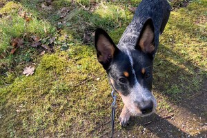 29 maart: Ellis Coco vandaag weer langs de dierenarts en het herstel gaat goed, voldoende rust blijft de key, iets waar Ellis Coco nog wel moeite mee heeft: laatste gewicht 12,2 kg.