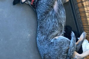 29 maart: Ellis Coco vandaag weer langs de dierenarts en het herstel gaat goed, voldoende rust blijft de key, iets waar Ellis Coco nog wel moeite mee heeft: laatste gewicht 12,2 kg.