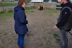 Ava Kira: schapen drijven