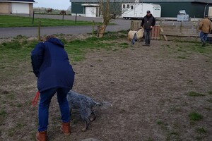 Ava Kira: schapen drijven