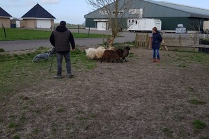 Ava Kira: schapen drijven