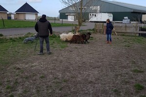 Ava Kira: schapen drijven