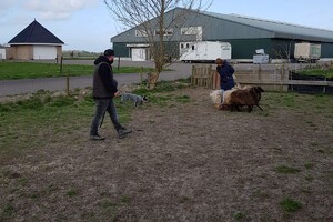 Ava Kira: schapen drijven