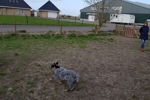 Ava Kira: schapen drijven