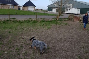 Ava Kira: schapen drijven