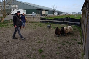 Ava Kira: schapen drijven