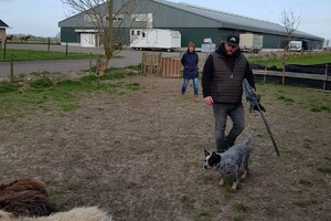 Ava Kira: schapen drijven