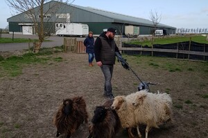 Ava Kira: schapen drijven