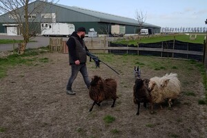 Ava Kira: schapen drijven