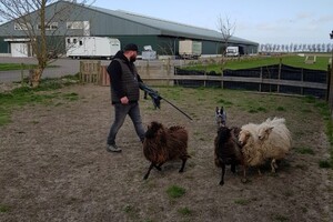 Ava Kira: schapen drijven