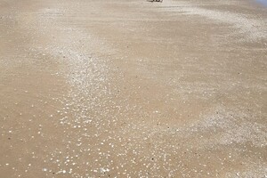 Ava Kira: Pasen aan zee